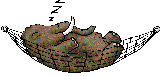 sleeping elephant