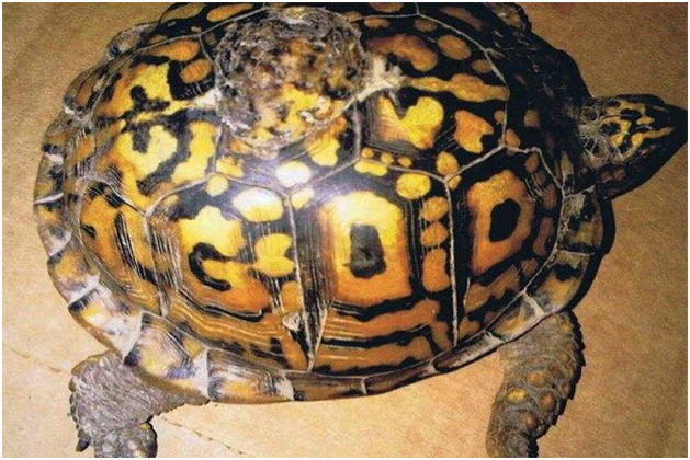Turle with damaged shell