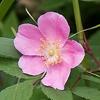 Wild Rose (cropped). Credit - https://commons.wikimedia.org/wiki/File:Rosa_acicularis_04.jpg