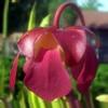 Photo : Sarracenia purpurea