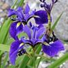 Photo : Iris versicolor