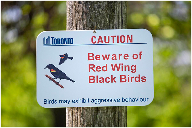 Caution! Beware of redwing blackbirds!