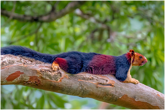 multi-coloured squirrel