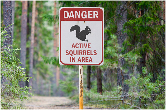 Dnger! Squirrels in this area